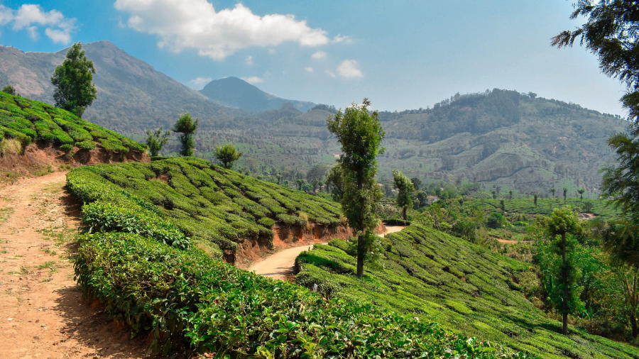 Free Munnar Kerala photo and picture.jpg