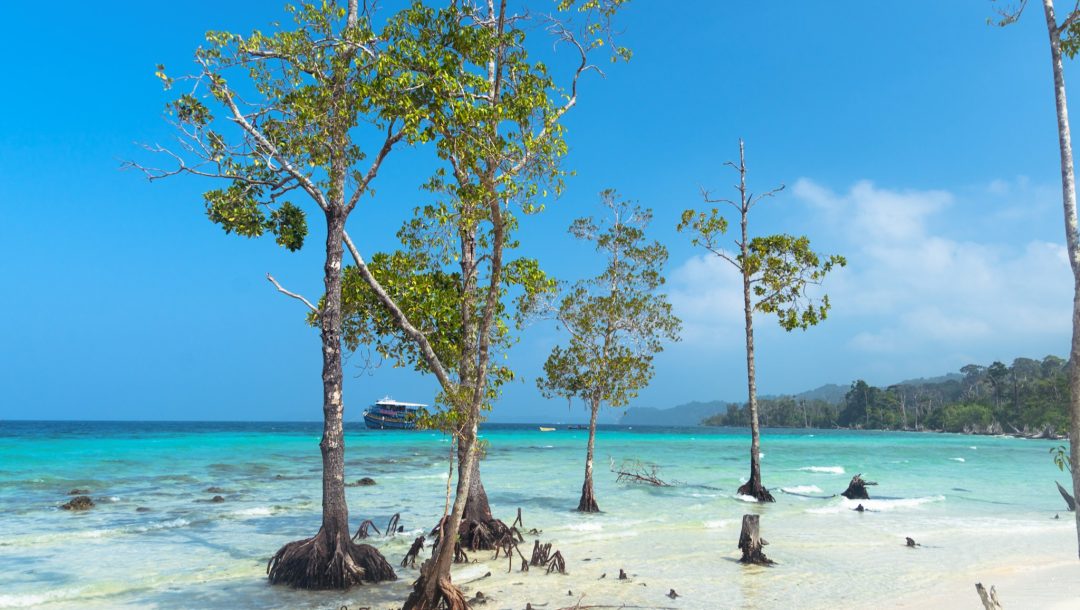 Stunning view of Havelock Island Beach, beautiful tree in the sea water, Andaman Nicobar Islands. 1