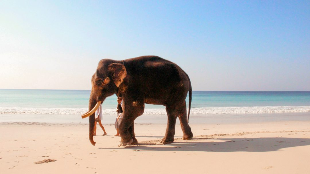 amit-jain-2U3nGPt4cEg-unsplash Radha Nagar Beach, Havelock Island, India 1